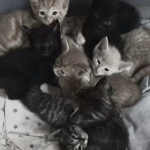 Filhote de gatinhos