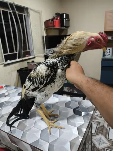 Galinhas mura