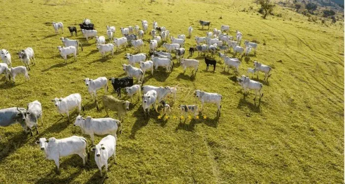 Campo Largo, 213 há, 88 Alq , 47,68 alq de pasto, 80 cabeças