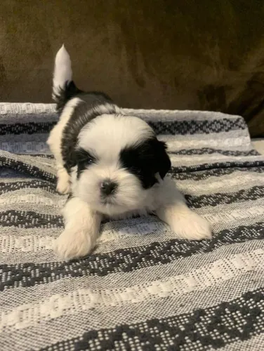 Filhote shih tzu, Se prepare para lambidas e pulinhos de alegria todos os dias!