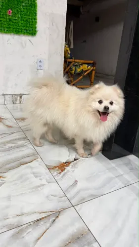 Lulu da pomerania