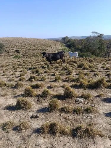 Novilhas e garrotes a venda