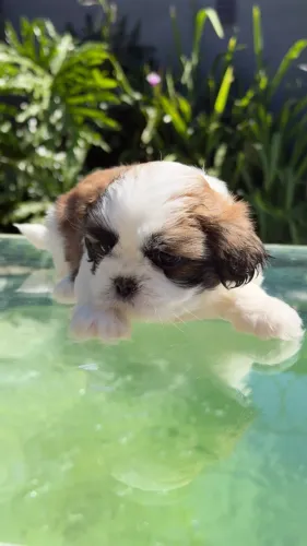 shih tzu bem pequenino 