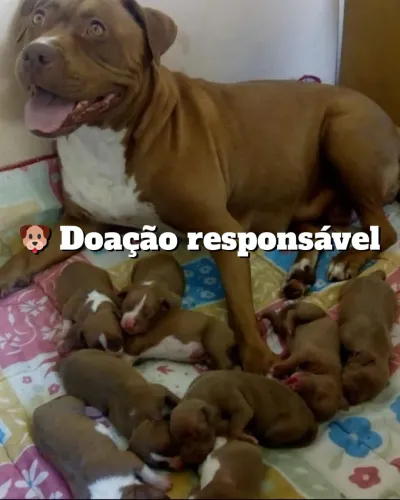 Doação responsável