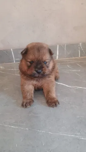 Chow- Chow filhotes
