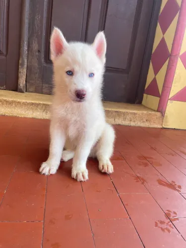 Husky albino 2 machos 1 fêmea 