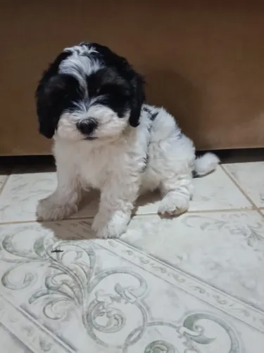 Cachorro filhote