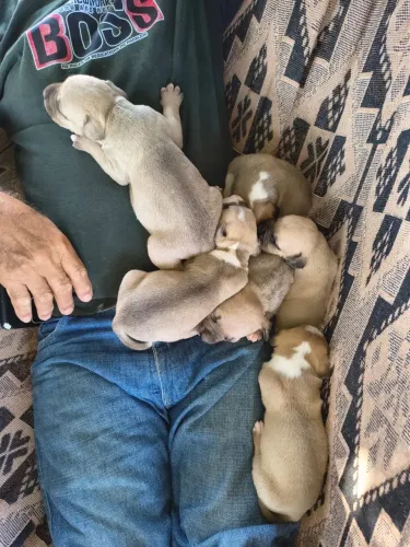 filhotes de pitmoster com fila brasileiro