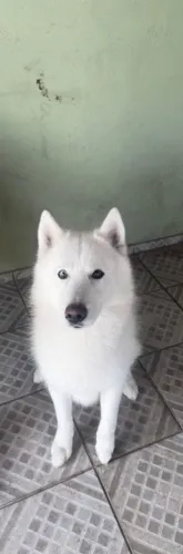 Husky siberiano