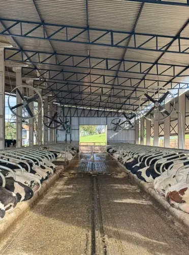 Trabalho em leitaria