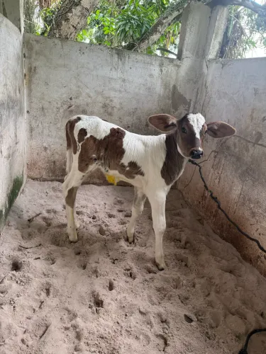 Bezerros recém nascidos