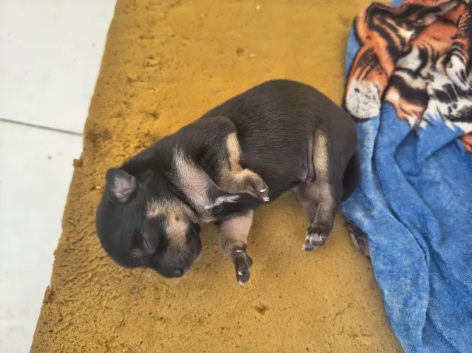 Cachorro 