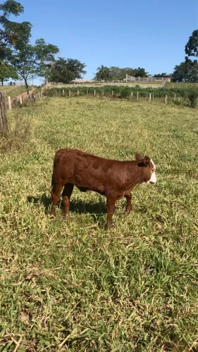 Terneira