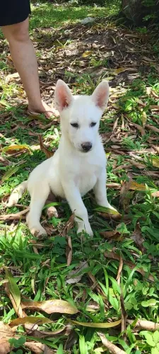 Filhote de Husky siberiano com Pastor Belga Malinois