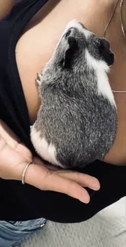 Vende-se porquinho da índia macho.