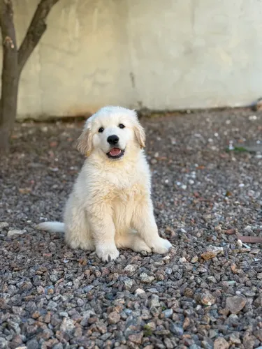Filhotes de Golden Retriever FOTOS REAIS