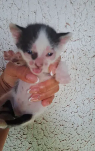 Doa se 2 gatinhos