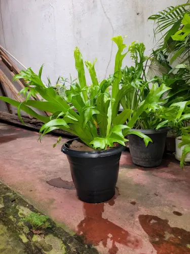 Vaso chifre de veado