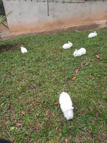 Vende-se Coelhos