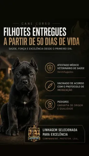 Filhotes de cane corso