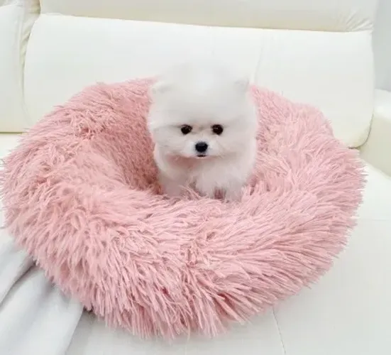 Filhotinhos spitz alemão/lulu da pomerânia pelagem densa ativa