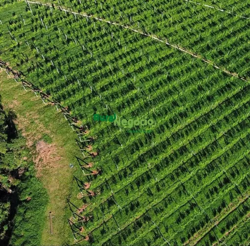 FAZENDA COM PLANTAÇÃO OLIVEIRAS / UVAS/ MAÇAS EM CRISTINA-MG