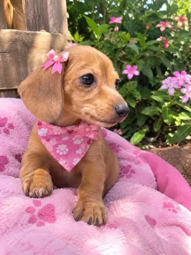 Linda fêmea de dachshund a pronto entrega já com a primeira dose da vacina em até 12 ×