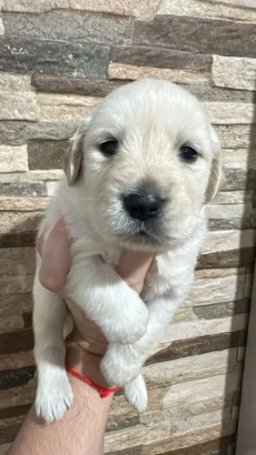 Lindos golden retriver
