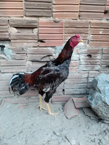Galo/Galinha