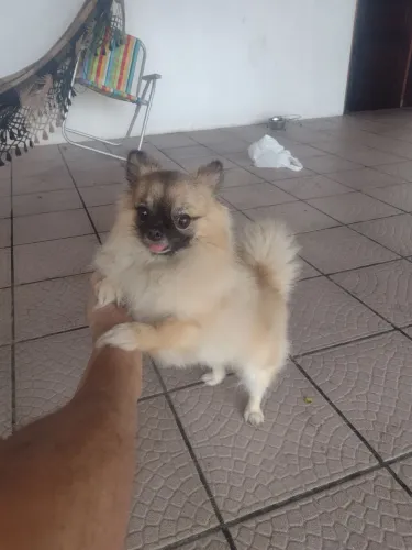 LuLu da Pomerânia