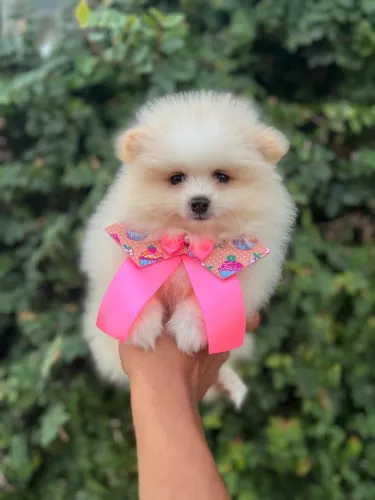 Lulu Anão Fêmea