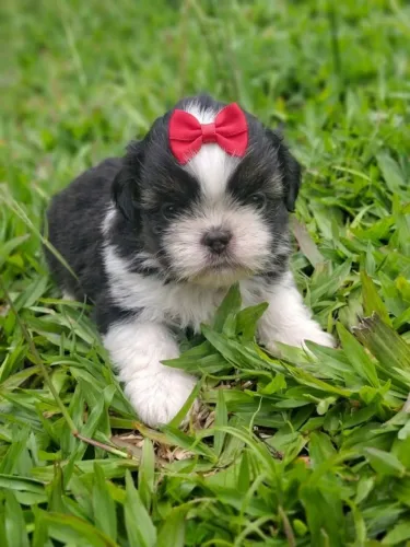 Lindos filhotinhos de Shih tzu