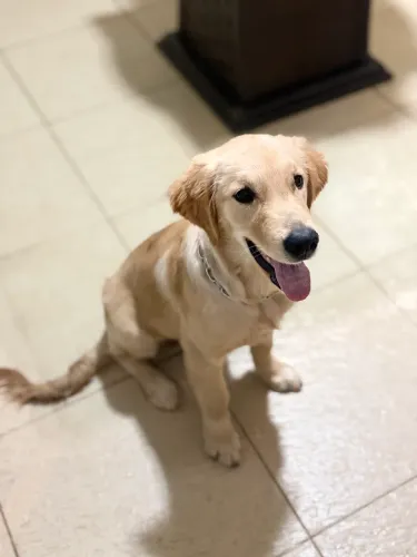 Filhote Golden Retriever