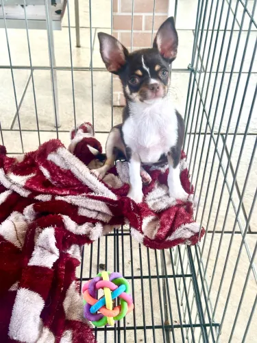 Chihuahua macho pedigree