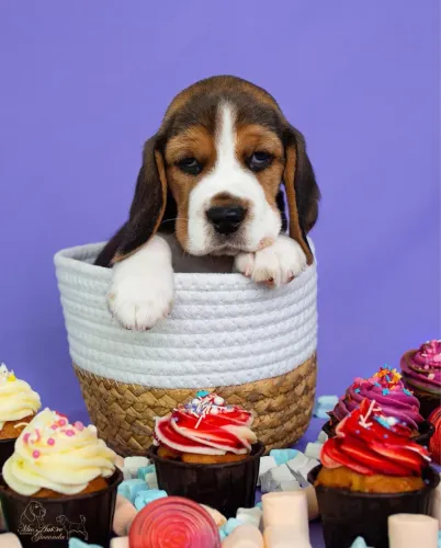 Beagle Filhote - Muito Brincalhão
