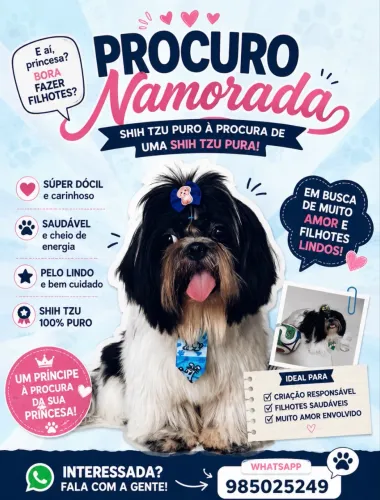 Procuro namorada Shih tzu pura 