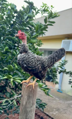 Galinha garnizé