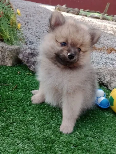 Spitz alemão anão, com pedigree em 10x no cartão. Entregamos 