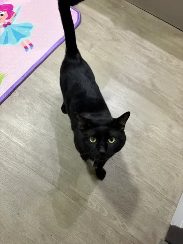Doação de gatinho!