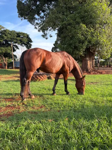 CAVALO QM