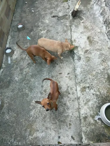  pinscher
