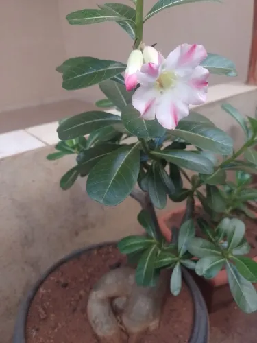 Rosa do deserto 