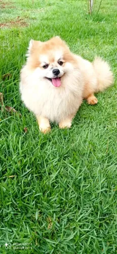 Lulu da Pomerânia adulto
