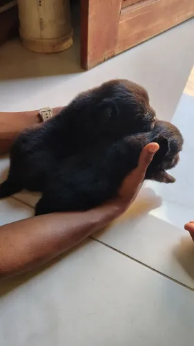 Casal de filhotes de Chow-chow disponível! 