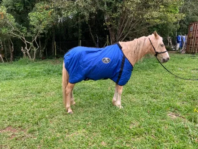 Capa Térmica para Cavalo Boots Horse Acolchoada Azul Porte Médio - Usada 3 Vezes