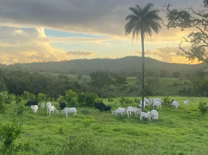 Fazenda entre a cidade de Silvana e Bela vista 12m²