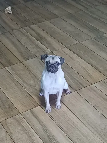 Pug Fêmea 7 Meses Já Vacinada 