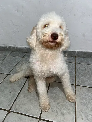 Poodle fêmea pra cruzar