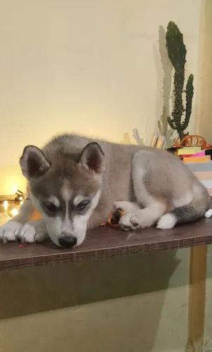 Filhote de Husky Siberiano pelagem rara (Agouti Husky) - Pronta Entrega