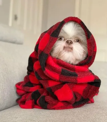 Filhote de Shih tzu - Venda Segura e Transparente! Parcelamos em 10x sem juros